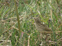 Anthus hellmayri