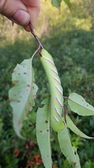 Sphinx drupiferarum