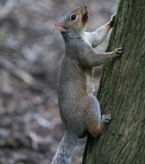 Sciurus carolinensis