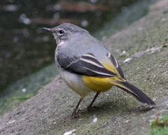 Motacilla cinerea