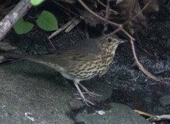 Turdus philomelos