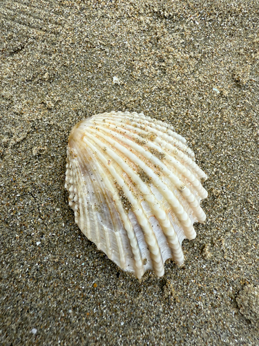 Neotrigonia margaritacea observed 2025-04-26
