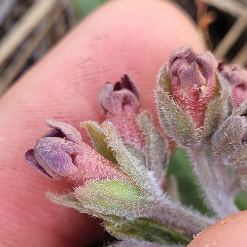 Image of Andersonglossum occidentale by (c) Konshau Duman, some rights reserved (CC BY)