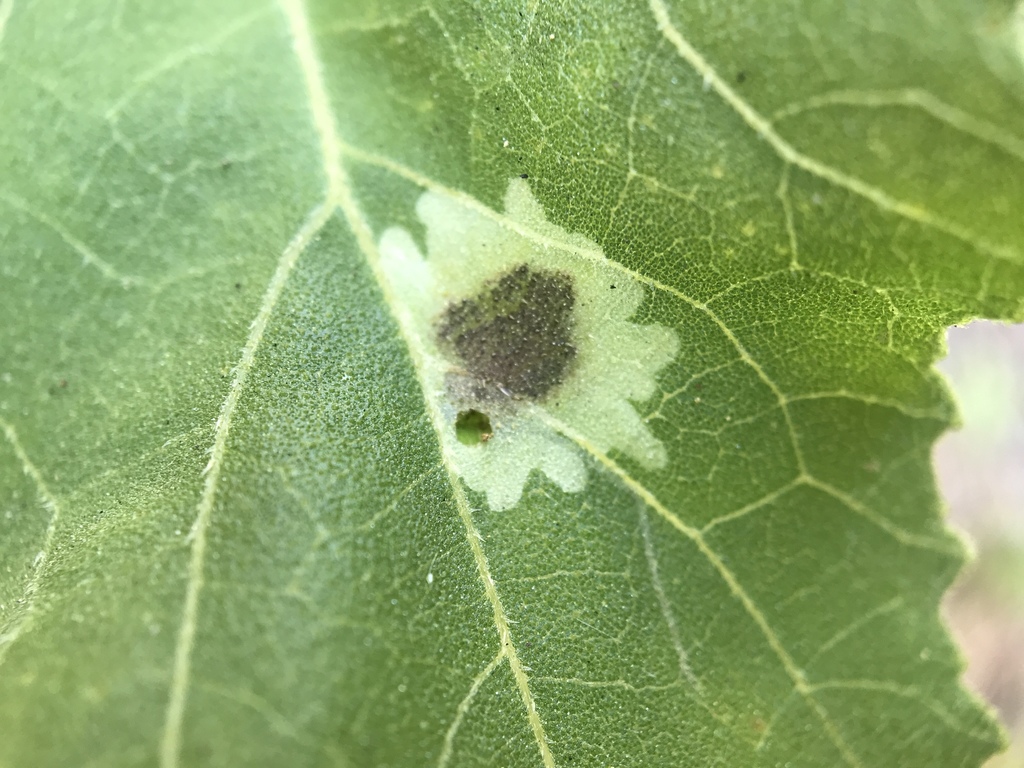 Calycomyza platyptera