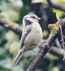 Cyanistes caeruleus