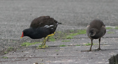 Gallinula chloropus