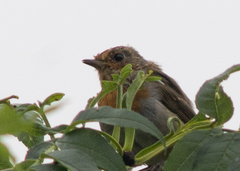 Erithacus rubecula