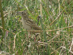 Anthus hellmayri