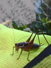 Pachytrachis gracilis