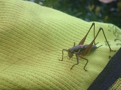 Pachytrachis gracilis