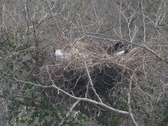 Caracara plancus