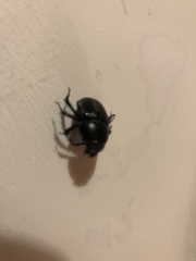 Anoplotrupes stercorosus