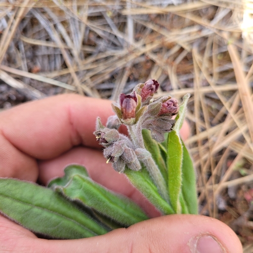 Image of Andersonglossum occidentale by (c) Konshau Duman, some rights reserved (CC BY)