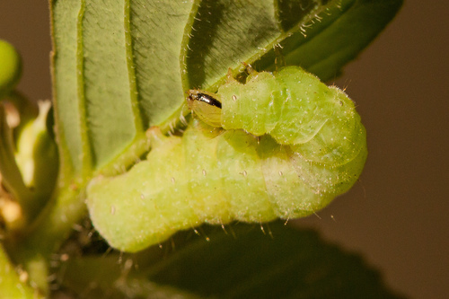 Bilobed Looper Moth photo 5