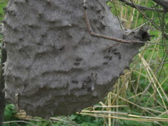 Polybia scutellaris