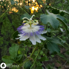 Passiflora arizonica
