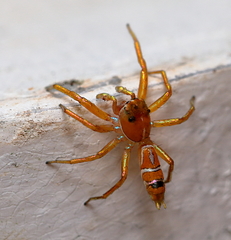 Cosmophasis bitaeniata