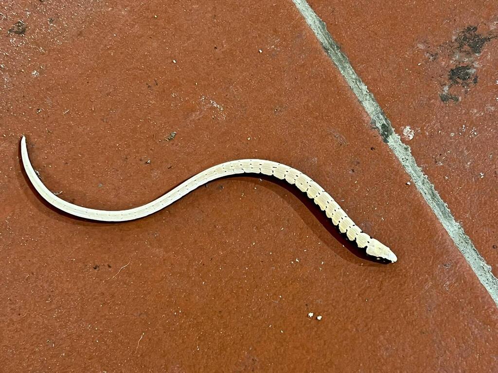 Ludovic's Glass Lizard