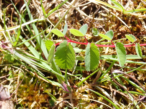 Great burnet