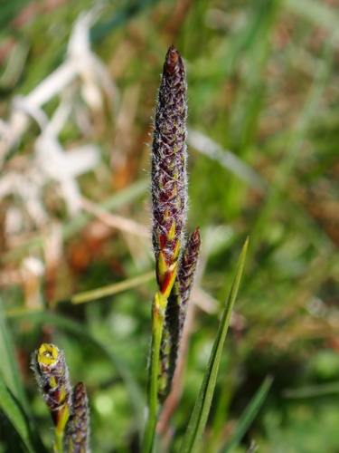hairy sedge