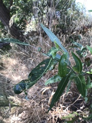 Salix