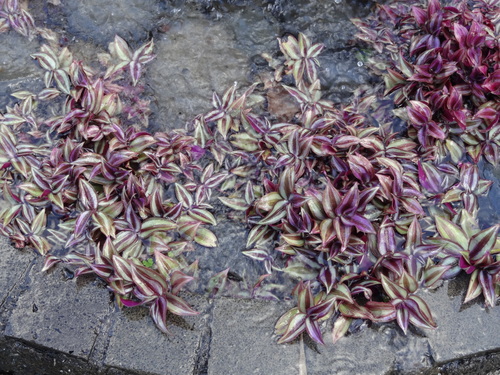 Tradescantia zebrina image