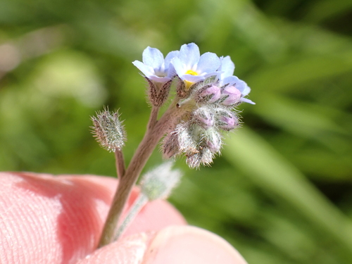 field forget-me-not