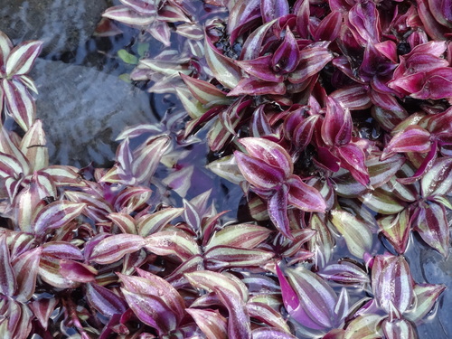 Tradescantia zebrina image