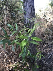 Salix
