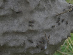 Polybia scutellaris