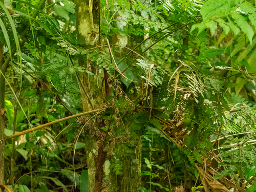 Polybotrya osmundacea observed 2025-04-25