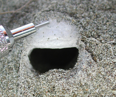 Aptostichus miwok