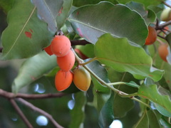 Magnoliopsida