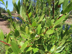 Salix boothii