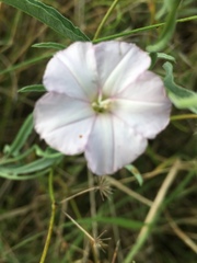 Evolvulus sericeus