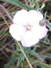 Evolvulus sericeus