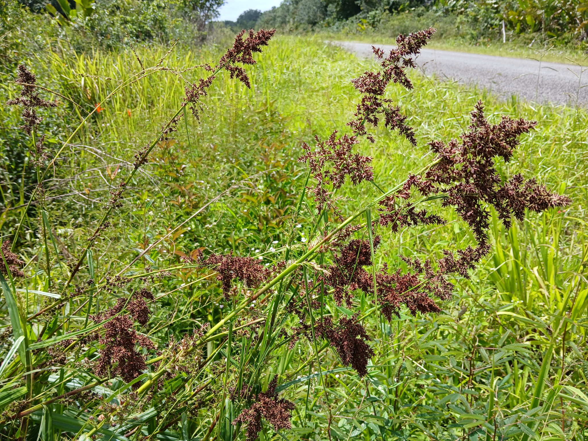 Imagem de Cipó-de-fogo