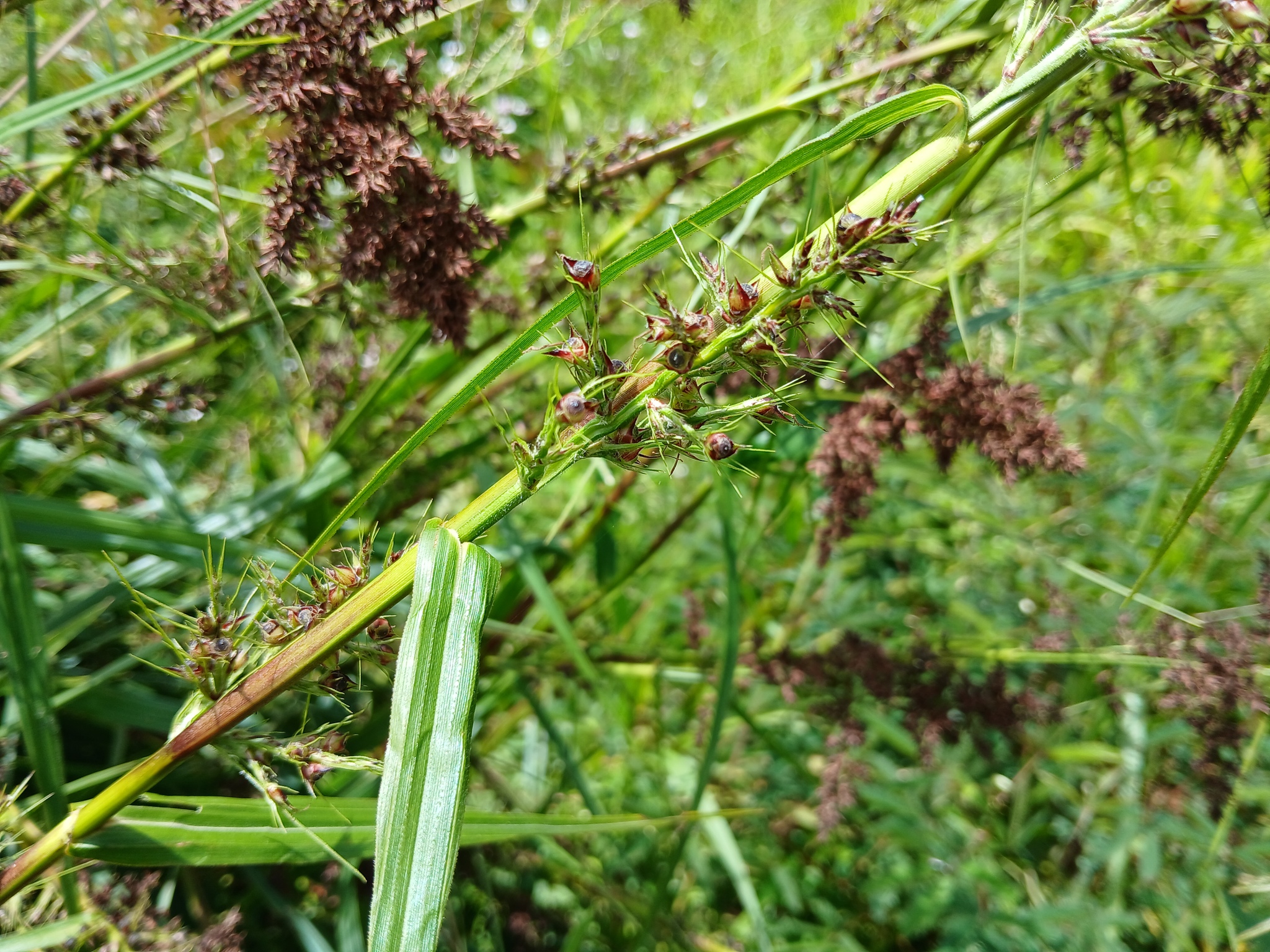 Imagem de Cipó-de-fogo