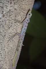 Cnemaspis peninsularis