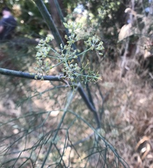 Foeniculum vulgare