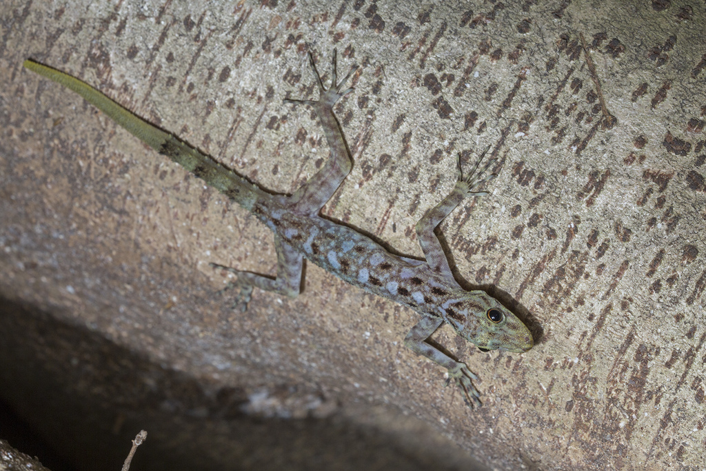 Peninsular Rock Gecko