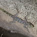 Peninsular Round-eyed Gecko - Photo (c) budak, some rights reserved (CC BY-NC), uploaded by budak