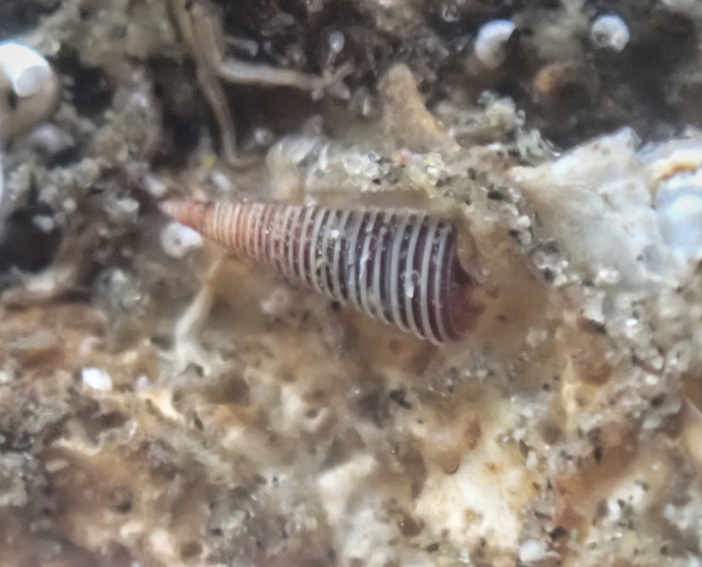 Seila montereyensis