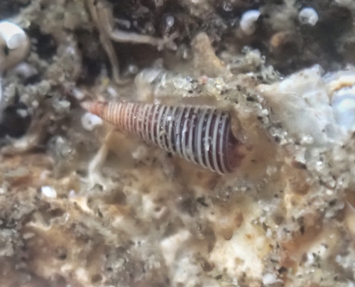 Seila montereyensis