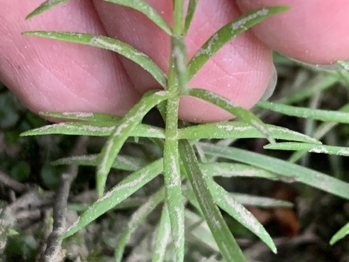 Sclerolepis uniflora, photograph 2