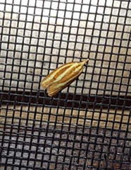 Sparganothis tristriata