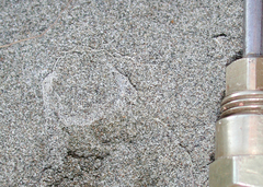 Aptostichus miwok