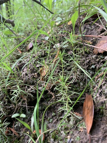 Sclerolepis uniflora, photograph 3