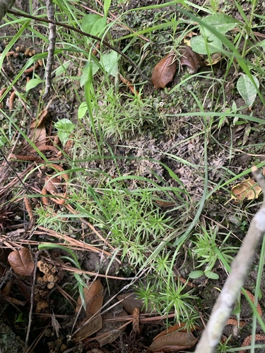 Sclerolepis uniflora, photograph 4