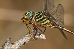 Aphylla angustifolia